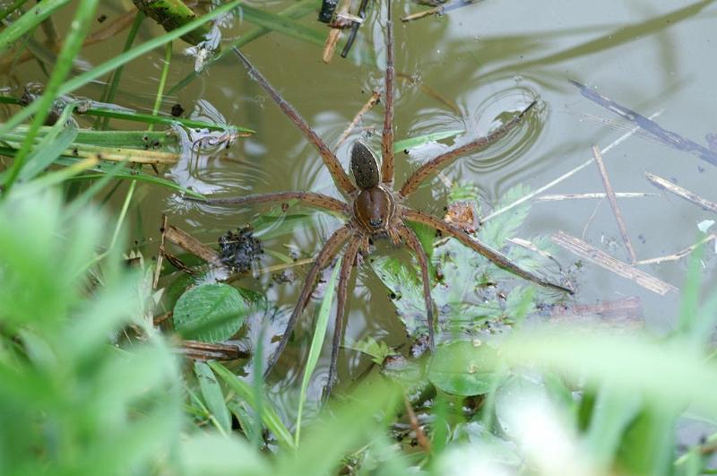 Dolomedes_plantarius_D6122_Z_90_Les Gris_Frankrijk.jpg